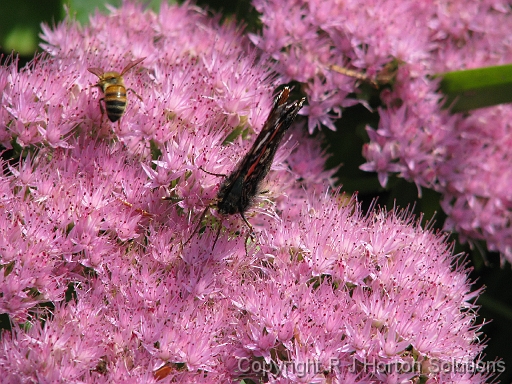 Sedum - B fly_1